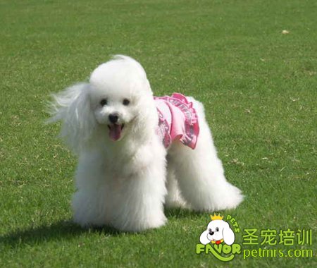 可愛狗狗