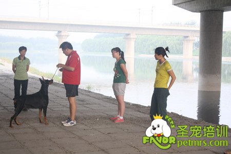 寵物訓(xùn)導(dǎo)師野外實(shí)戰(zhàn)課堂