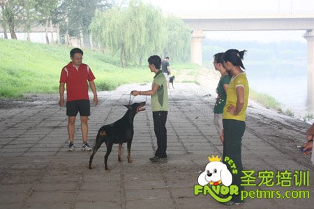 寵物訓(xùn)導(dǎo)師野外實(shí)戰(zhàn)課堂