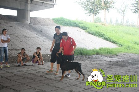 比熊犬實(shí)操講解課程