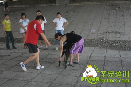 寵物訓(xùn)導(dǎo)師野外實(shí)戰(zhàn)課堂