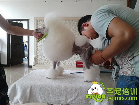 學(xué)員貴賓犬運(yùn)動(dòng)裝修剪