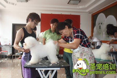 比熊犬實(shí)犬操作課程