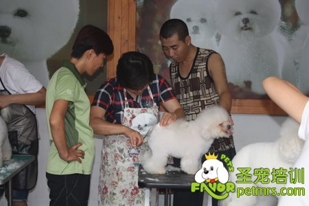 比熊犬實(shí)犬操作課程
