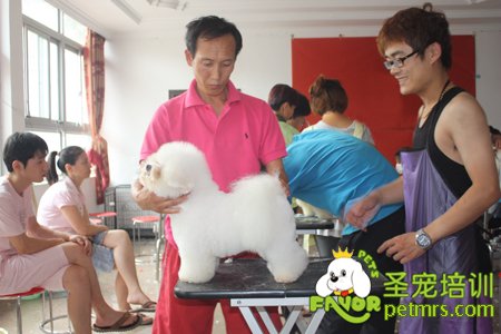 比熊犬實(shí)犬操作課程