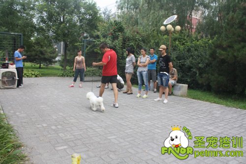 比熊犬野外牽犬訓(xùn)練