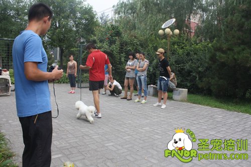 比熊犬野外牽犬訓(xùn)練