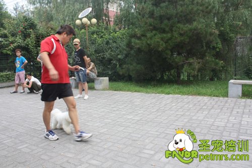 比熊犬野外牽犬訓(xùn)練