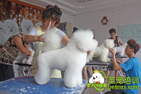 學員正在練習比熊犬修剪的方法