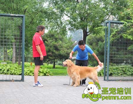 圣寵學(xué)員野外牽犬課堂