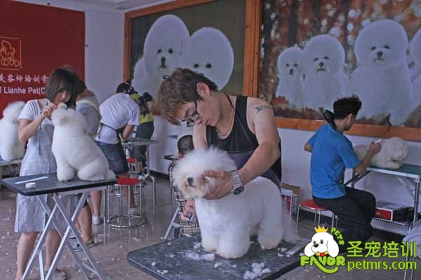 圣寵寵物學(xué)員比熊犬實操課堂