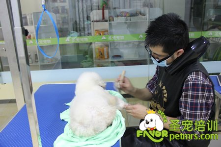 圣寵學(xué)員貴賓犬實(shí)操課
