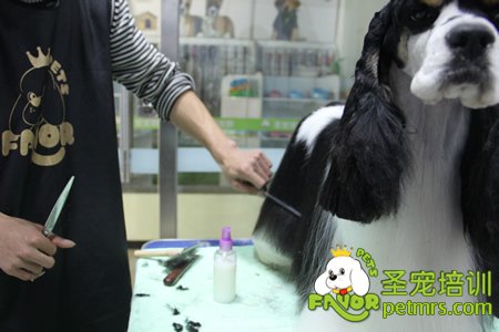 圣寵學(xué)員可卡犬實(shí)操操作課堂