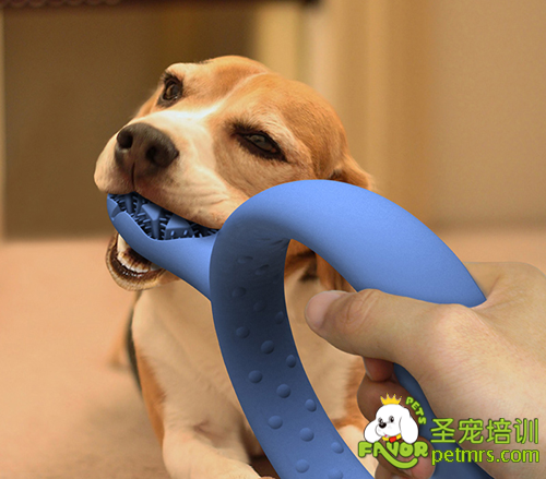 給狗狗刷牙