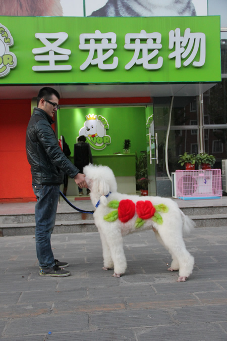 圣寵學(xué)子在對狗進行訓(xùn)練