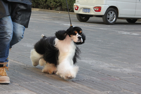 圣寵學(xué)子在進行訓(xùn)犬訓(xùn)練