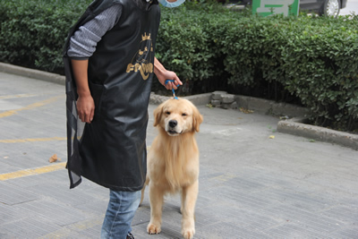 圣寵學(xué)員金毛犬訓(xùn)導(dǎo)課程