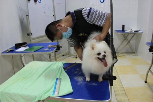 圣寵學(xué)員博美犬實犬操作