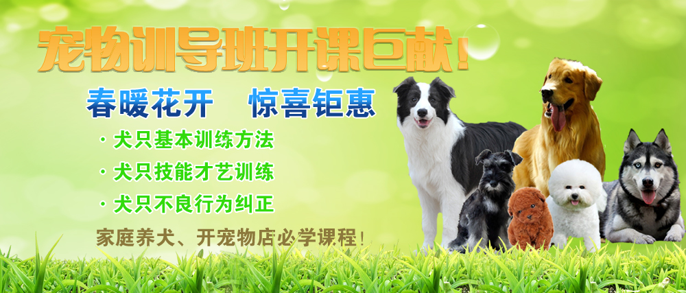 寵物訓(xùn)導(dǎo)班開課了