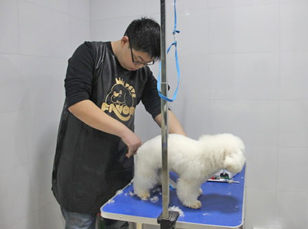 店鋪技術(shù)班第一期學(xué)員路賽第一次實犬修剪狗狗