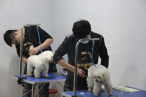 店鋪技術(shù)班學(xué)員王玉龍第一次實(shí)犬修剪狗狗