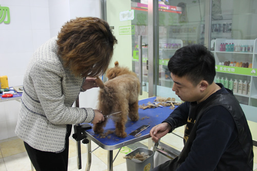 金老師指導(dǎo)學(xué)員貴賓犬后腿修剪