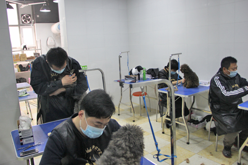 店鋪技術(shù)班第1期學(xué)員貴賓犬實犬護理課堂