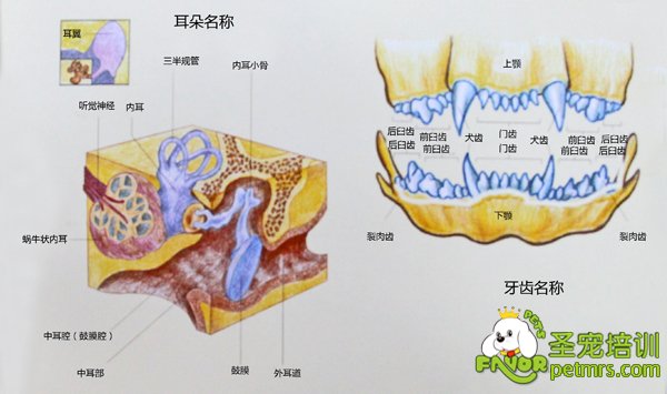 犬齒和耳朵詳細構(gòu)造【圖】