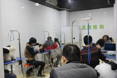 圣寵寵物實(shí)操課堂