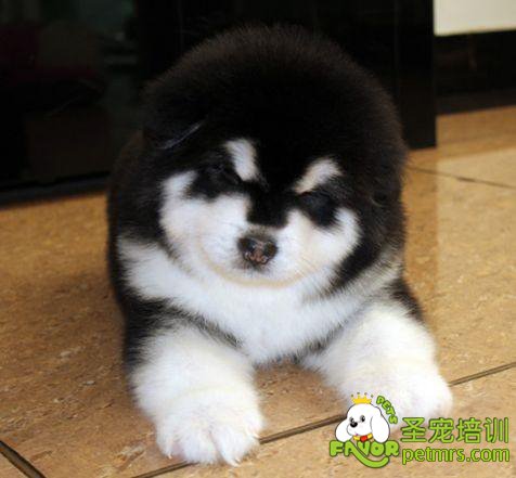 阿拉斯加幼犬