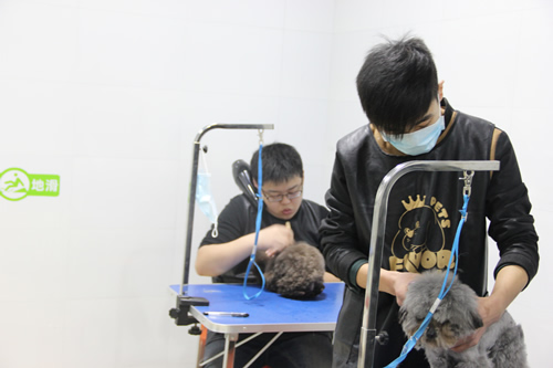 店鋪技術(shù)班第1期學(xué)員在認真的修剪貴賓犬