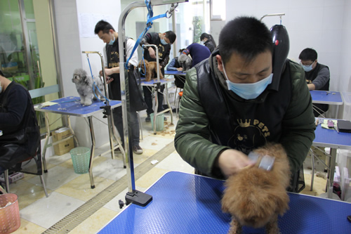 圣寵店鋪技術(shù)班第1期學(xué)員貴賓犬實操課堂