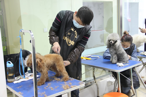 圣寵店鋪技術(shù)班第1期學(xué)員貴賓犬實操課堂