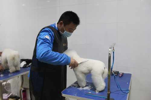 趙洪勇正在練習(xí)貴賓犬修剪