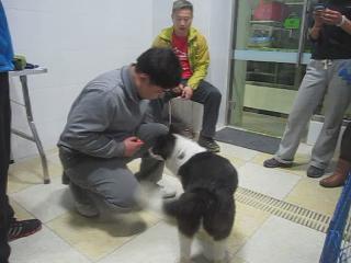 犬只獎勵訓(xùn)練