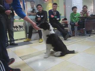 犬只“坐”的訓(xùn)練