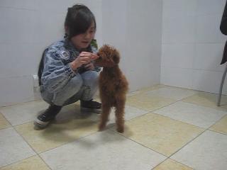 犬只站立訓(xùn)練