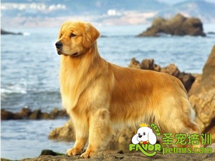 可愛(ài)狗狗