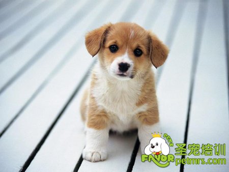 可愛(ài)的狗狗