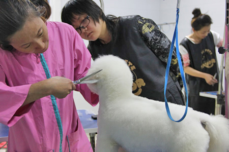 比熊犬修剪