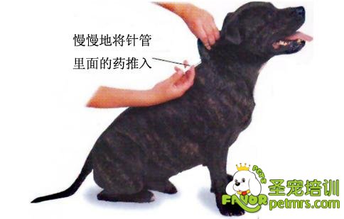 狗狗打針