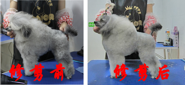 圣寵學(xué)員貴賓犬修剪前-后對比照片