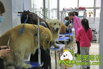 金毛犬實(shí)操課