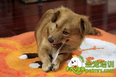 如何讓狗狗老實(shí)地接受修毛剪指甲