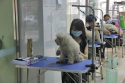 圣寵寵物學(xué)員實(shí)操課堂