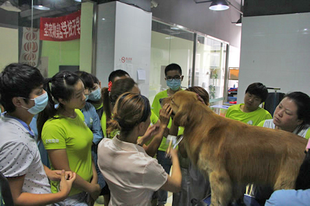 金毛犬美容講解