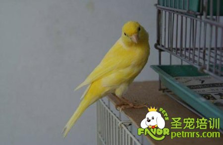 觀賞鳥(niǎo)