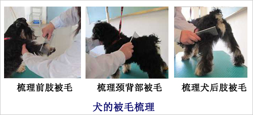 毛發(fā)梳理