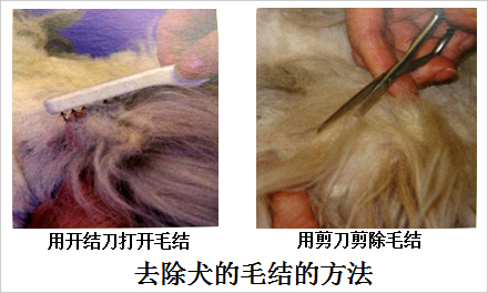去除犬毛結(jié)的方法