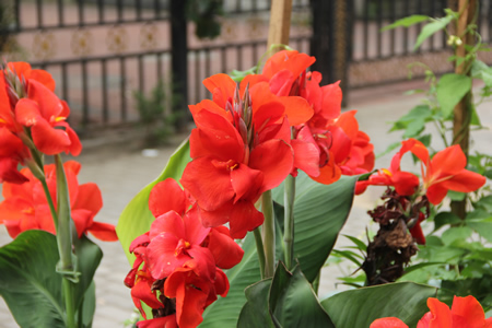 學(xué)員休息區(qū)-鮮花